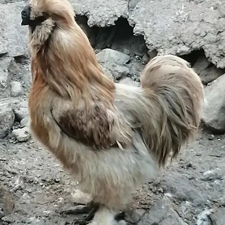 Schupferhof *
